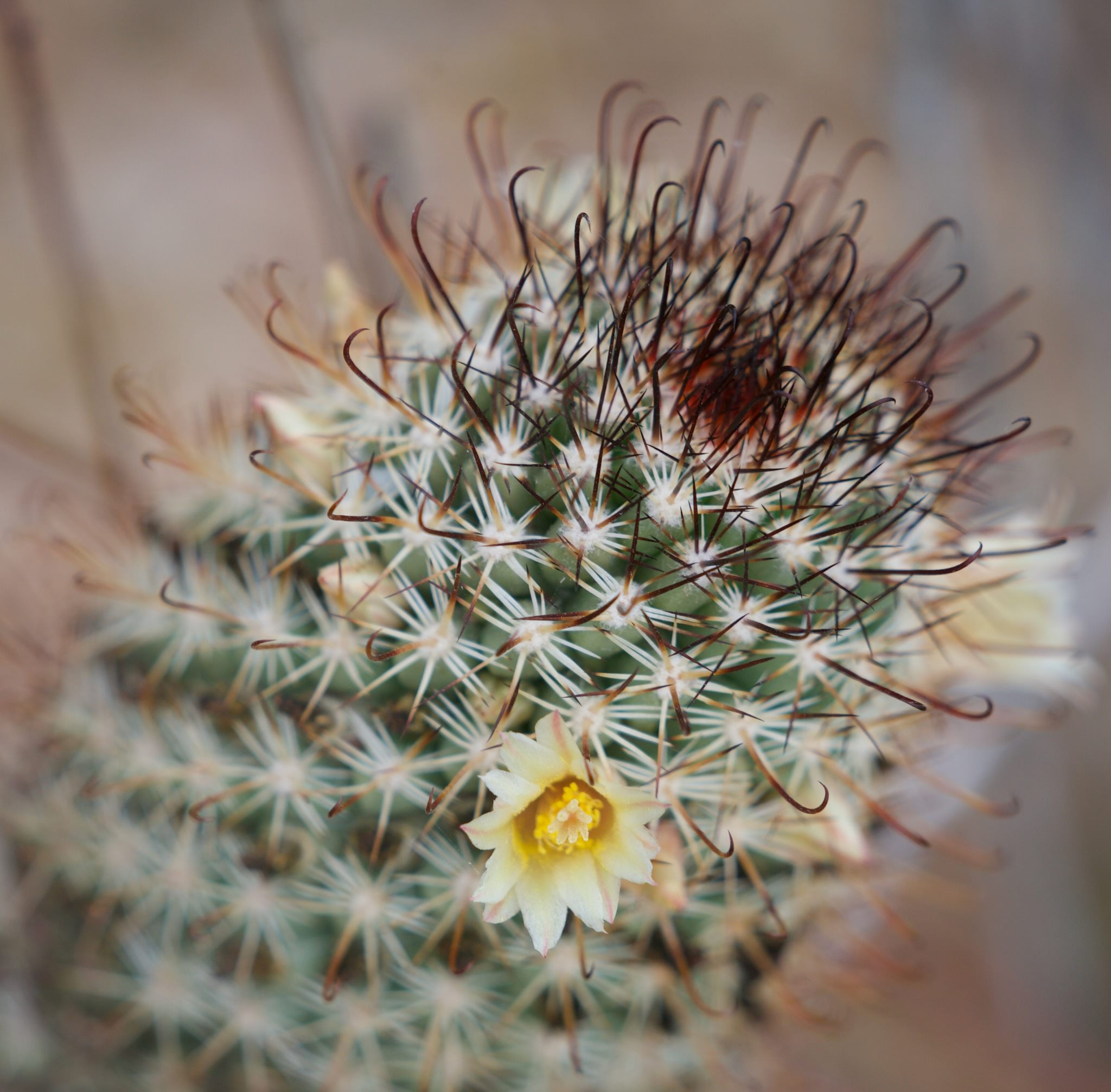 Mammillaria armillata